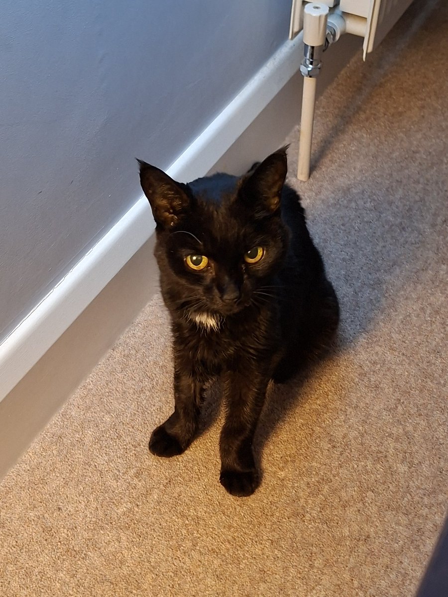 Ash Ⓐ 🏴🐀(Commisions open) tweet media