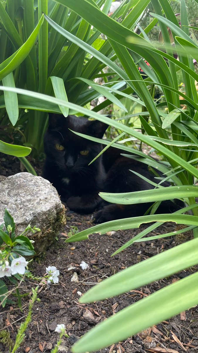 Ash Ⓐ 🏴🐀(Commisions open) tweet media