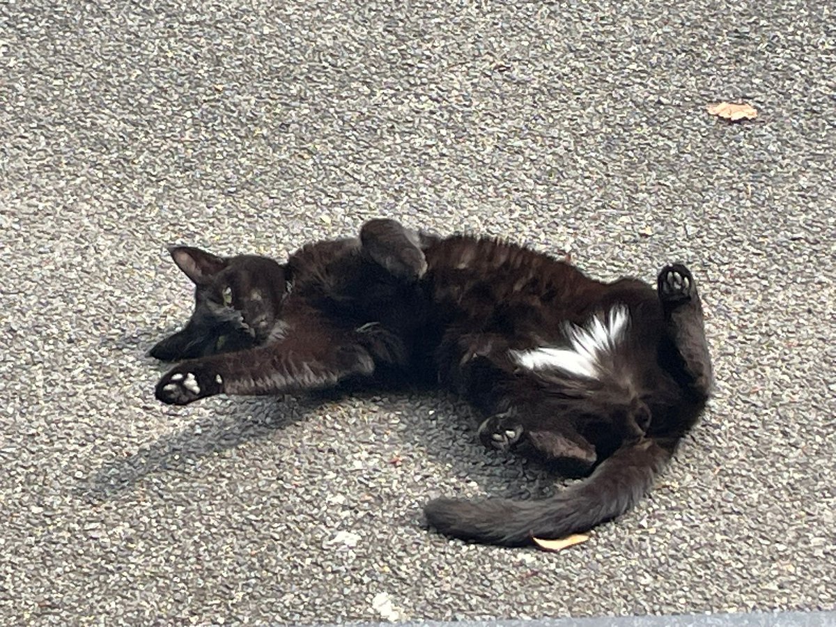 Ash Ⓐ 🏴🐀(Commisions open) tweet media