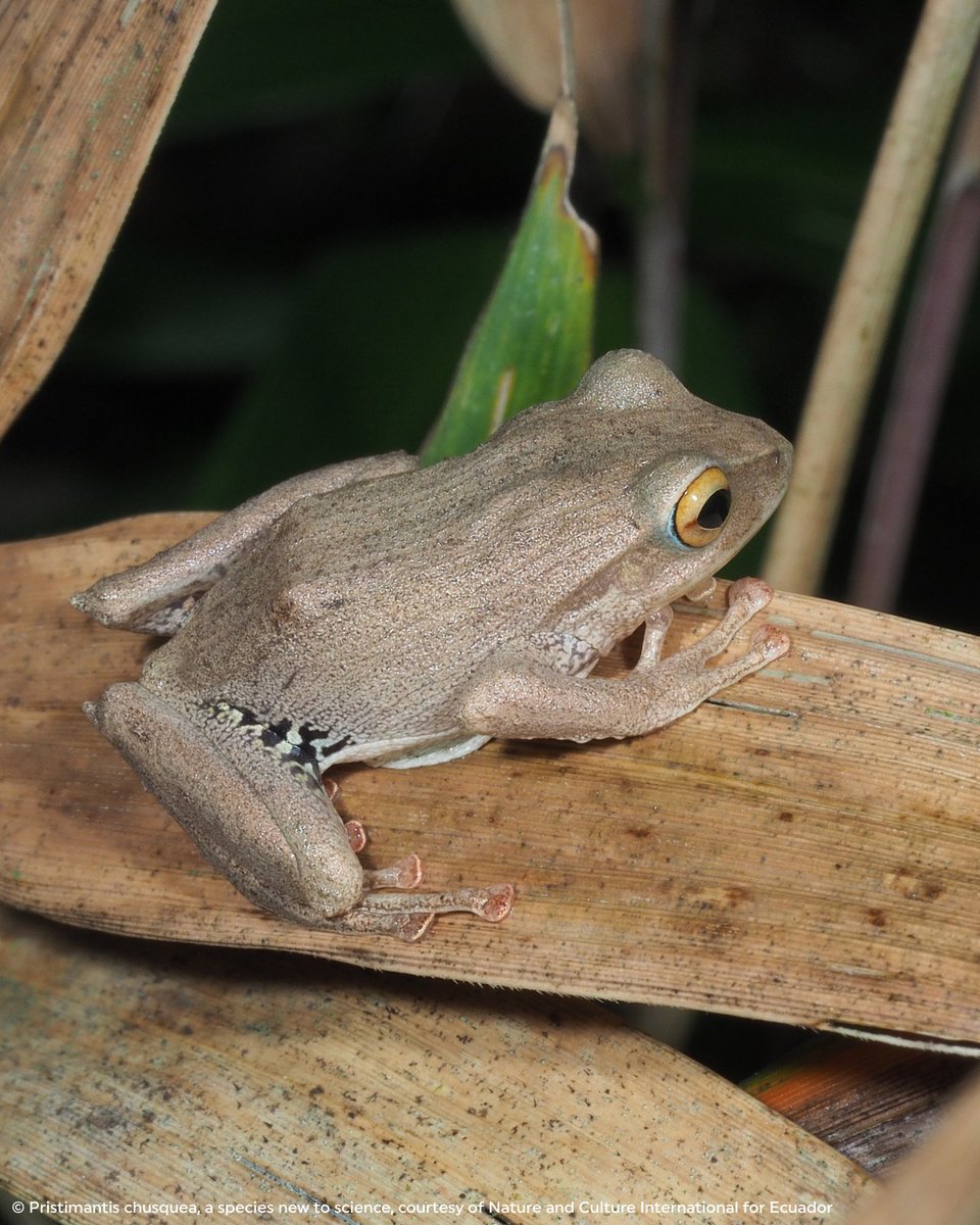 Rainforest Trust tweet media