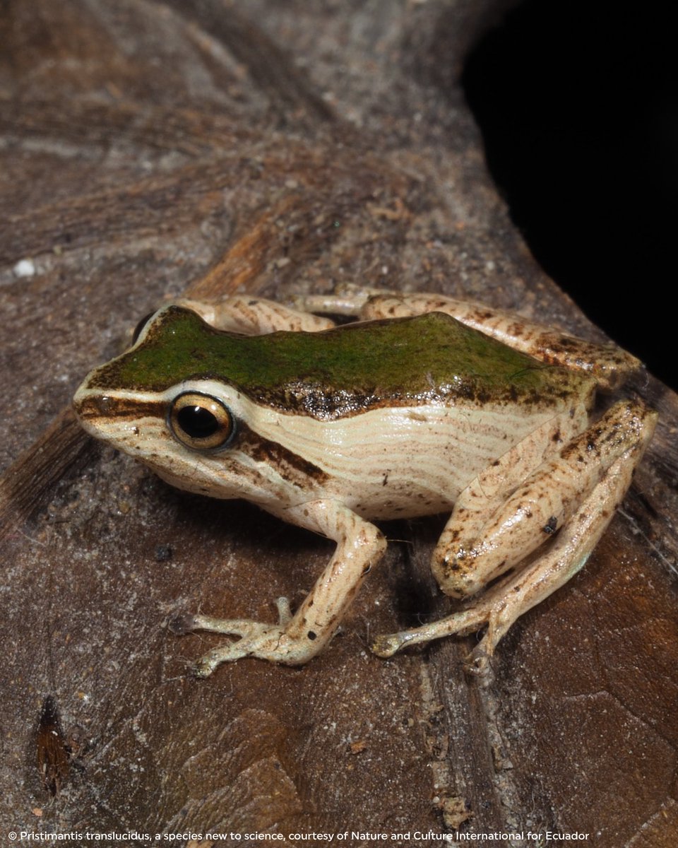 Rainforest Trust tweet media