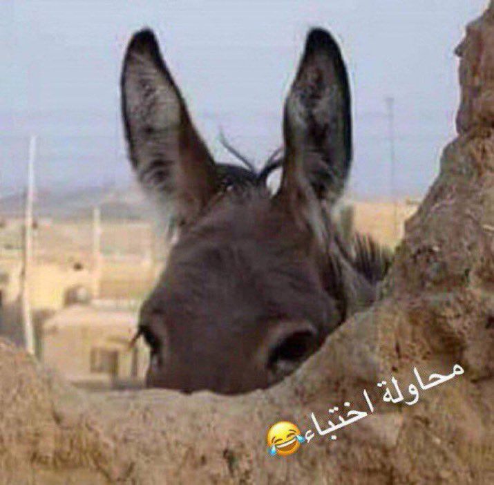 SiMo🇵🇸 tweet media