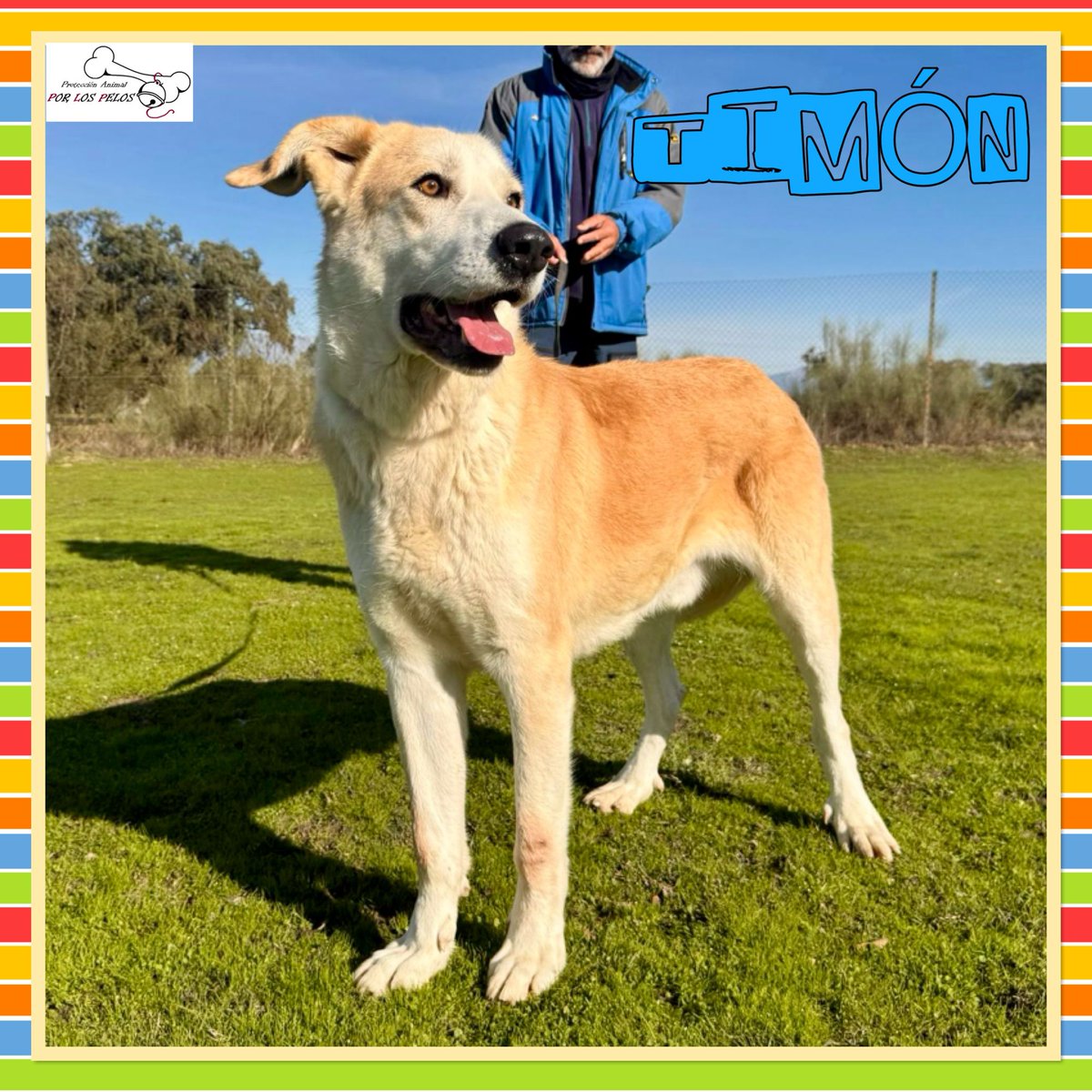 PerreraToledo's tweet image. 🐶TIMÓN🐶 INVISIBLE 😞precioso y encantador X #labrador #mastin 6 añitos necesita hogar URGENTEMENTE, AÑOS en PERRERA‼️Fue liberado junto a su compi Pumba de una vida de maltrato: encadenados y famélicos, se estaban dejando morir. #adopcion #acogida 👉 buff.ly/3zKTjHo