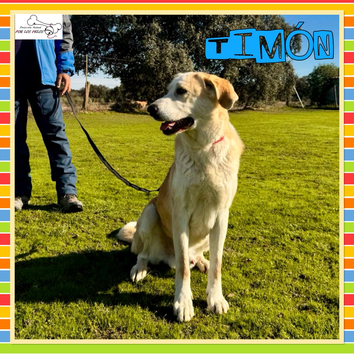 PerreraToledo's tweet image. 🐶TIMÓN🐶 INVISIBLE 😞precioso y encantador X #labrador #mastin 6 añitos necesita hogar URGENTEMENTE, AÑOS en PERRERA‼️Fue liberado junto a su compi Pumba de una vida de maltrato: encadenados y famélicos, se estaban dejando morir. #adopcion #acogida 👉 buff.ly/3zKTjHo
