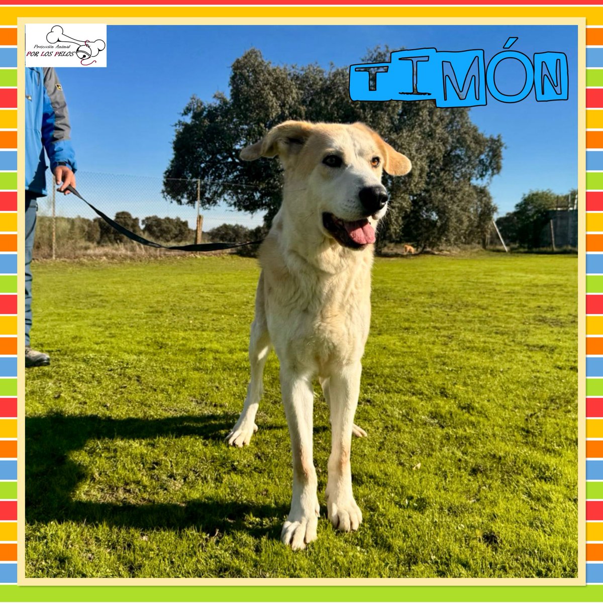 PerreraToledo's tweet image. 🐶TIMÓN🐶 INVISIBLE 😞precioso y encantador X #labrador #mastin 6 añitos necesita hogar URGENTEMENTE, AÑOS en PERRERA‼️Fue liberado junto a su compi Pumba de una vida de maltrato: encadenados y famélicos, se estaban dejando morir. #adopcion #acogida 👉 buff.ly/3zKTjHo