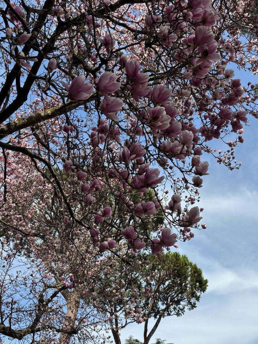 CanadainItaly's tweet image. Like a blooming magnolia, the #Frenchlanguage flourishes through diversity, roots, and care. On the International Day of La #Francophonie, we celebrate a living language, connecting people, cultures, and generations. Each blossom tells a story, each voice enriches the whole 🌟