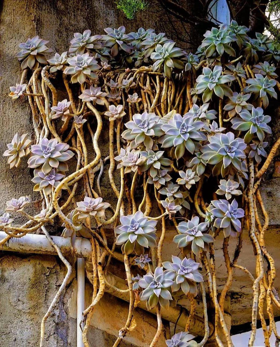 نوره tweet media