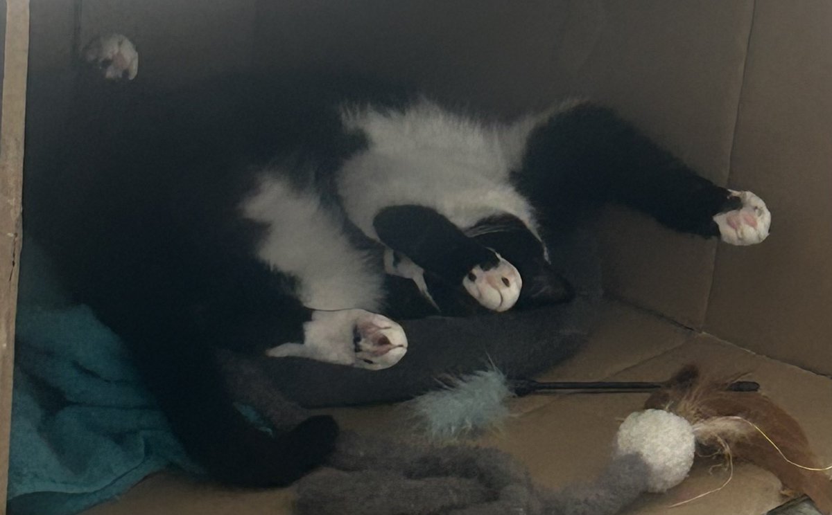 D2 S'phtposting ⬛️⬜️🟪 tweet media