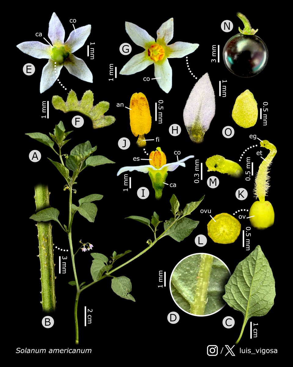 Luis Vigosa tweet media