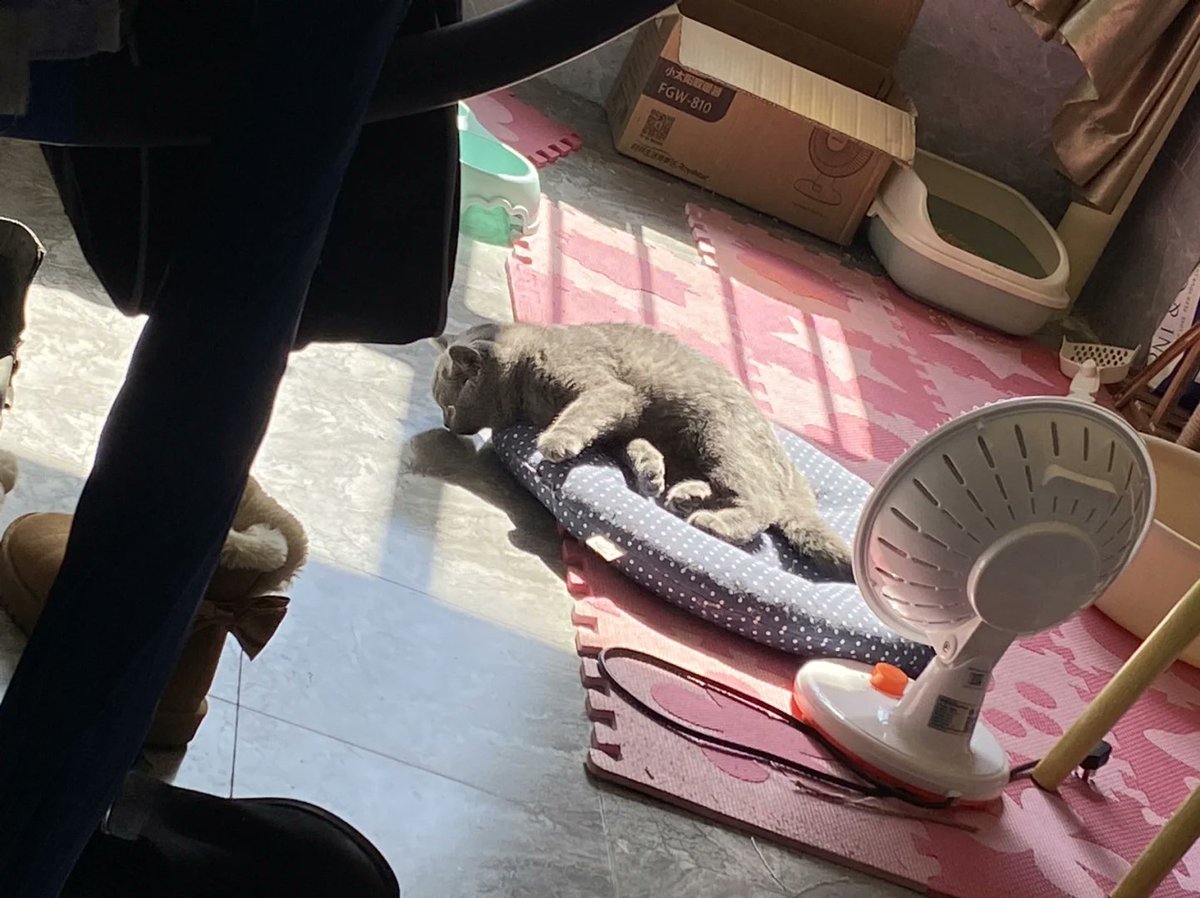 ngwese stella tweet media