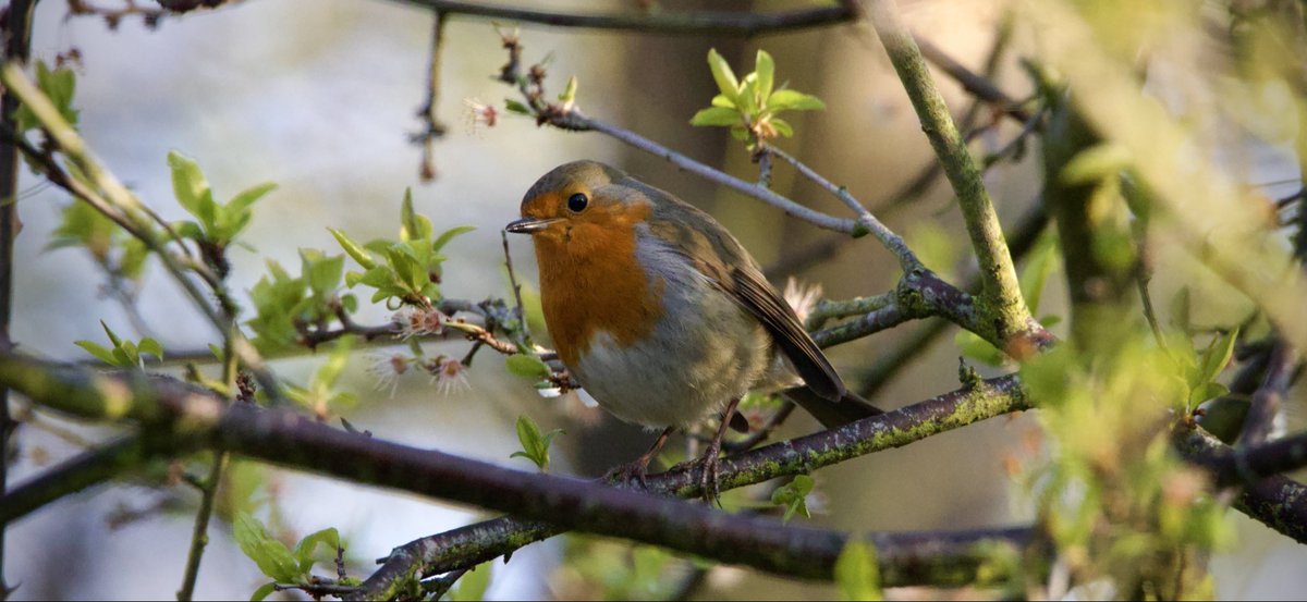 𝙢𝙖𝙙𝙚𝙡𝙚𝙞𝙣𝙚 tweet media