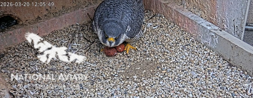 Kate StJohn Birdblog tweet media