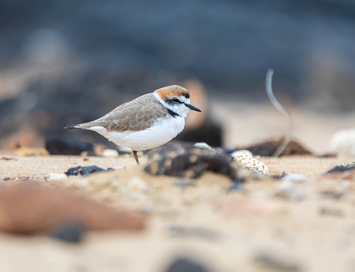 David Perez tweet media