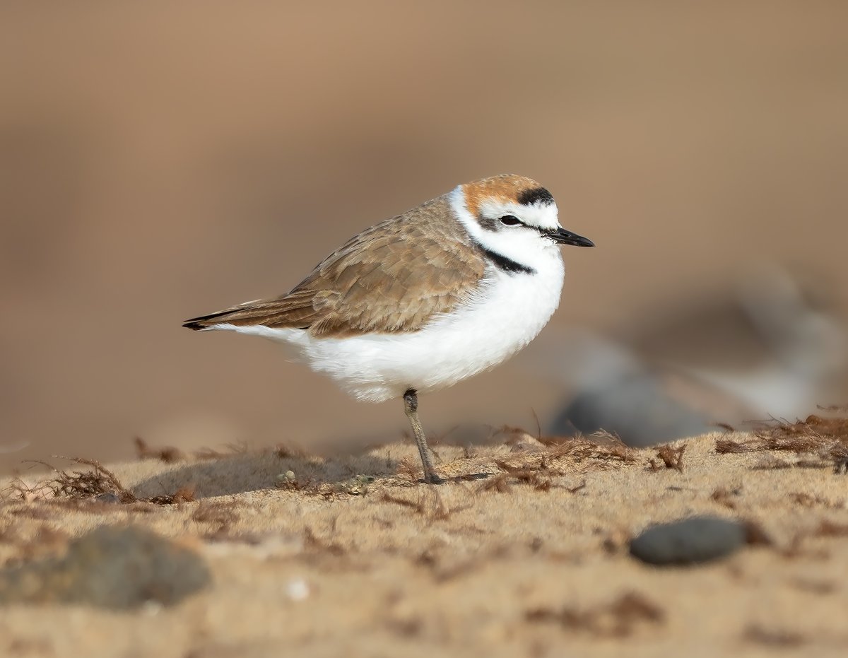 David Perez tweet media