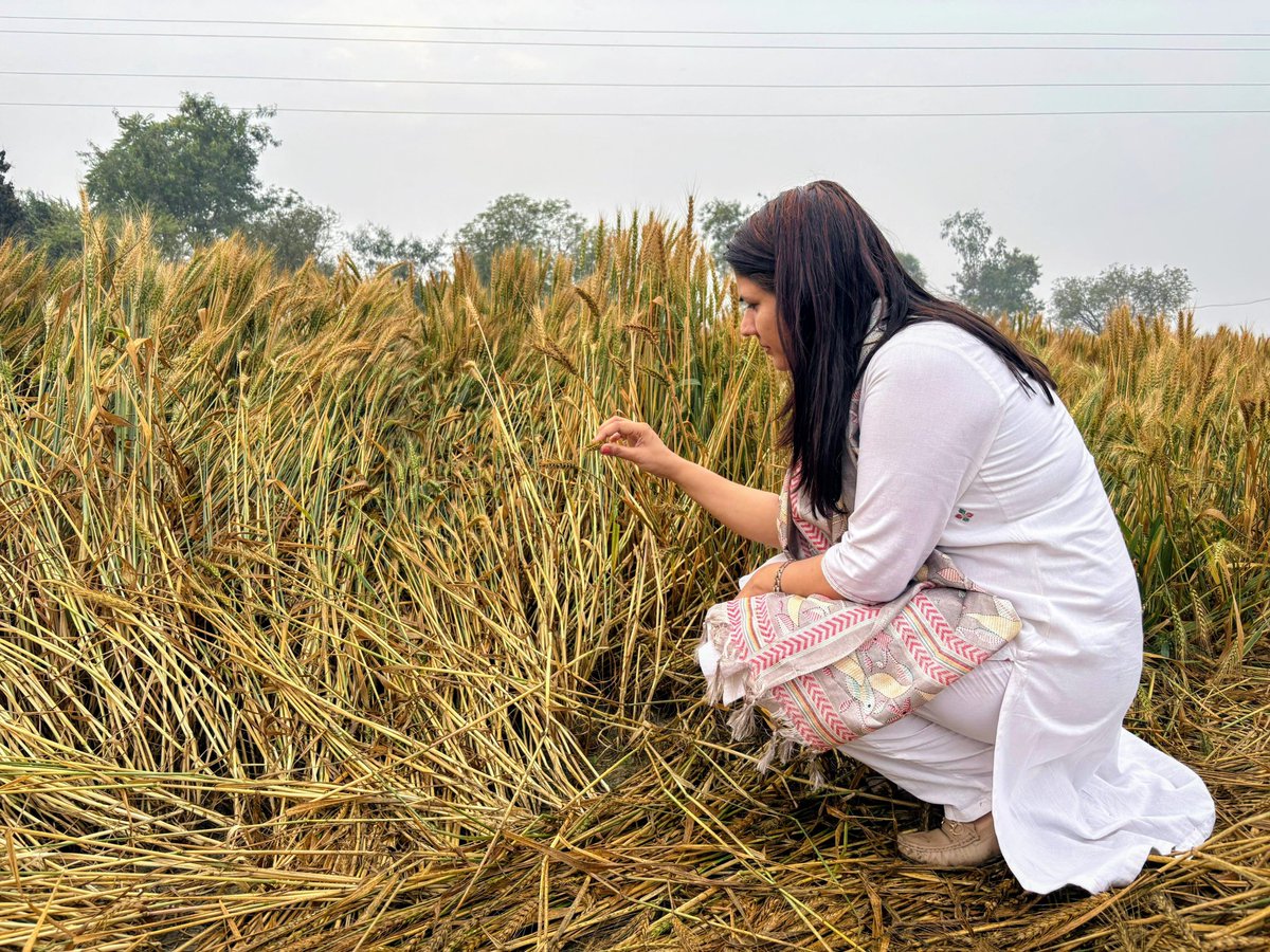 यूपी में आज सुबह हुई कुछ घंटों की बारिश ने गेहूं, सरसों की फसल को काफी नुकसान पहुंचाया, बाराबंकी के खेतों में ज्यादा बारिश का प्रकोप देखने को मिला, ग्राउंड पर जाकर किसानों से बात कर उनकी दिक्कतों को समझा , देखिए पूरी रिपोर्ट कल सुबह दैनिक भास्कर पर