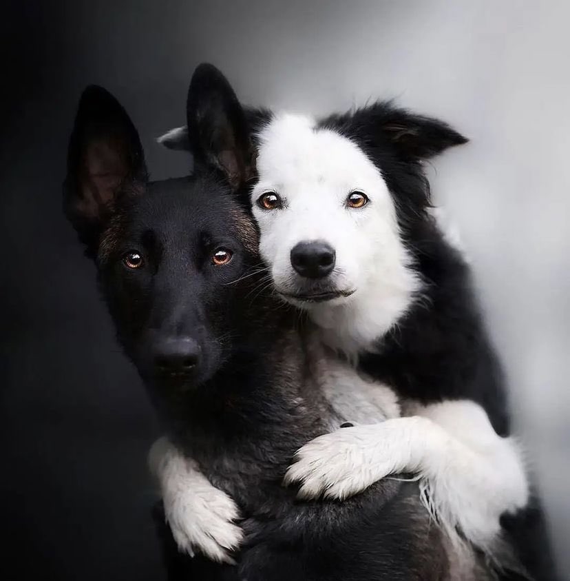 Buitengebieden tweet media