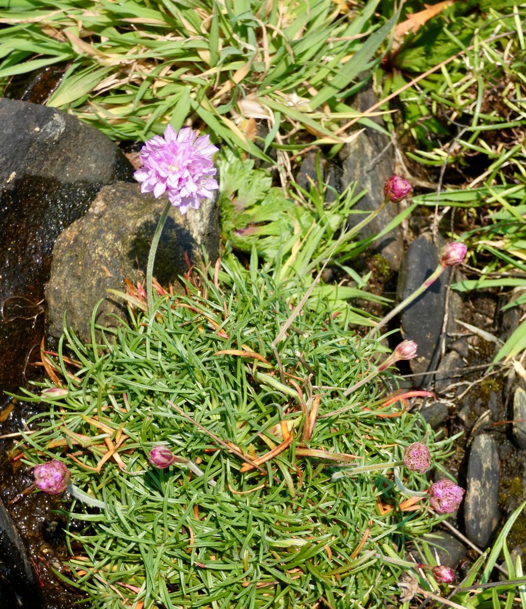 CliffsideKatie's tweet photo. First sea pinks spotted in the wild #seapinks #thrift #cliffdaisies #cowriecove https://t.co/drNZdSGVMM