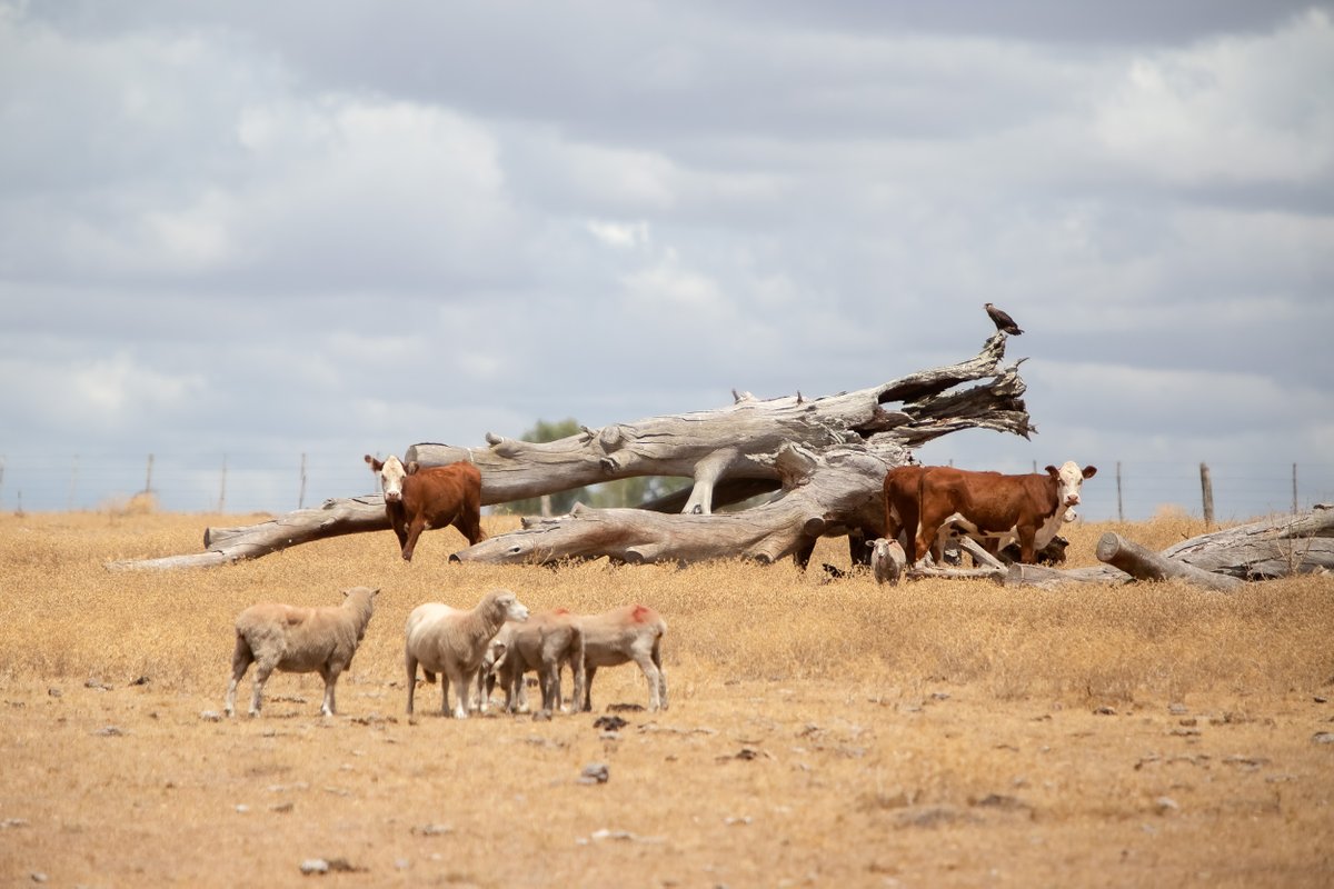 Centro de Fotografía tweet media