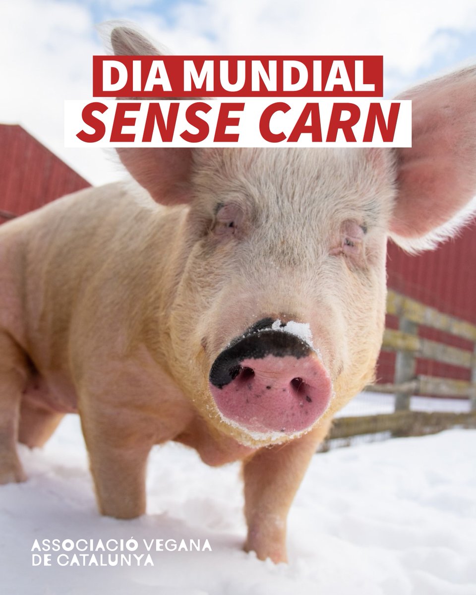 Avui és el Dia Mundial Sense Carn
Cada decisió quotidiana compta. Un sol dia pot ser l’inici d’alguna cosa molt gran. 

Deixa de participar en l’assassinat de milions d’animals

#DiaMundialSenseCarn #MeatOutDay <a href="/FARMUSA/">FARM Animal Rights Movement</a>
#AssociacioVeganaCatalunya
photo credits: <a href="/FarmSanctuary/">Farm Sanctuary</a>