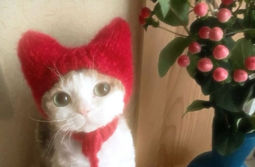 The Pets 𝕏 tweet media