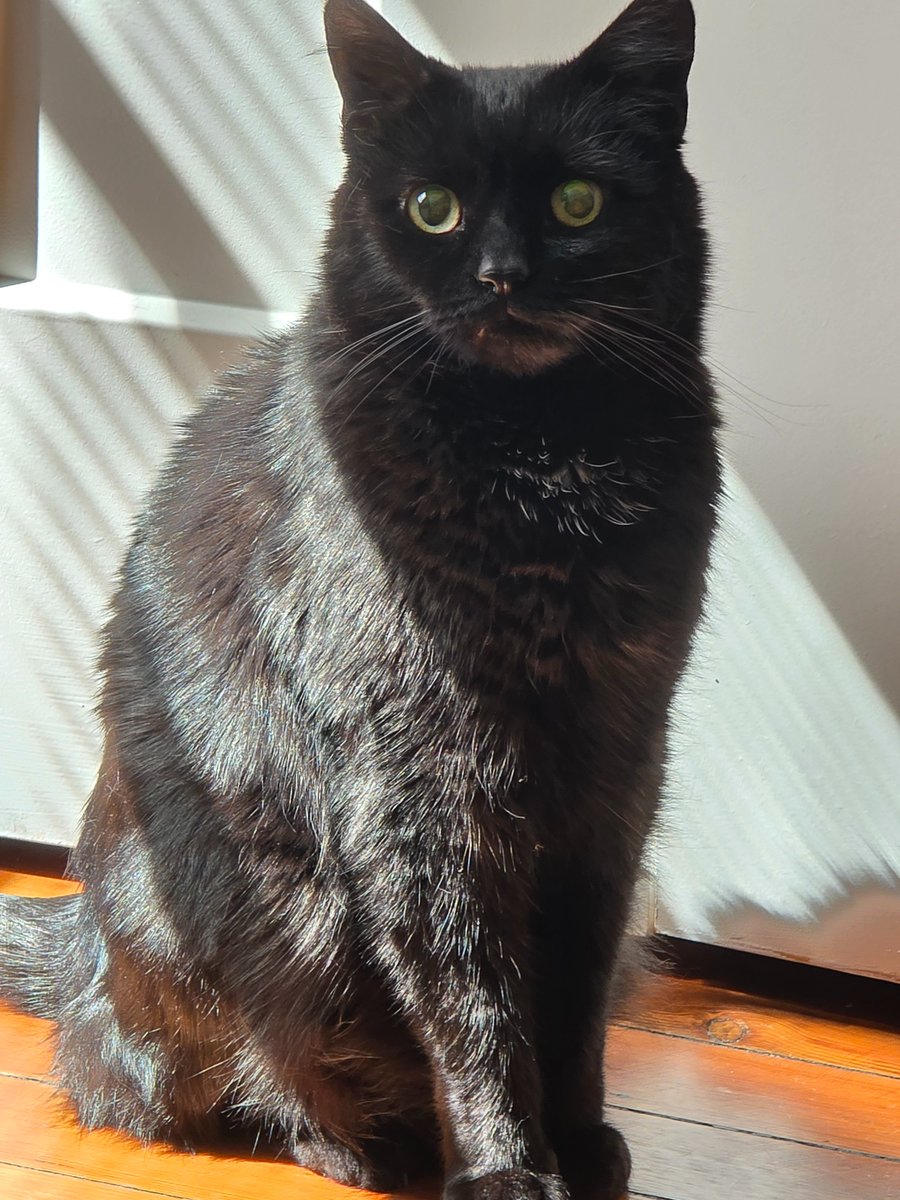 vasectomy corporation tweet media