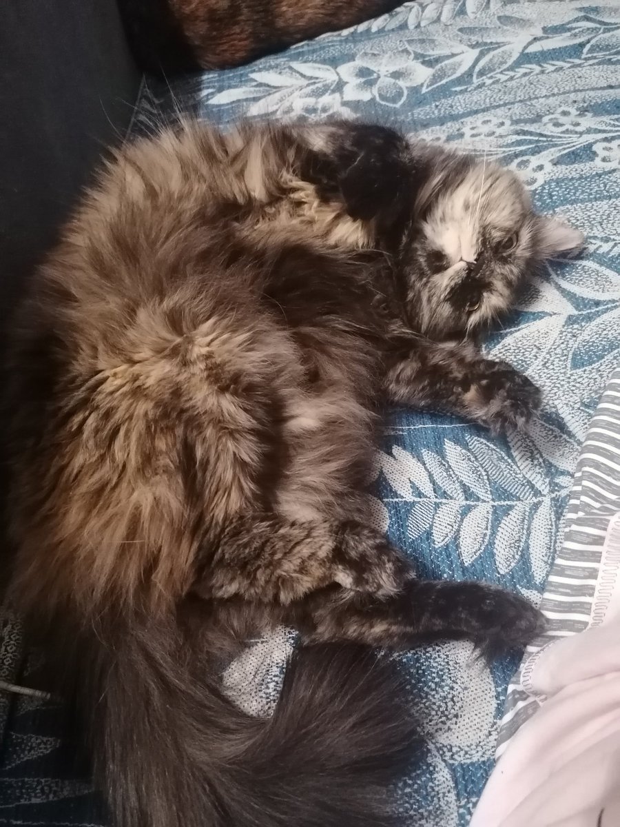 Елена tweet media