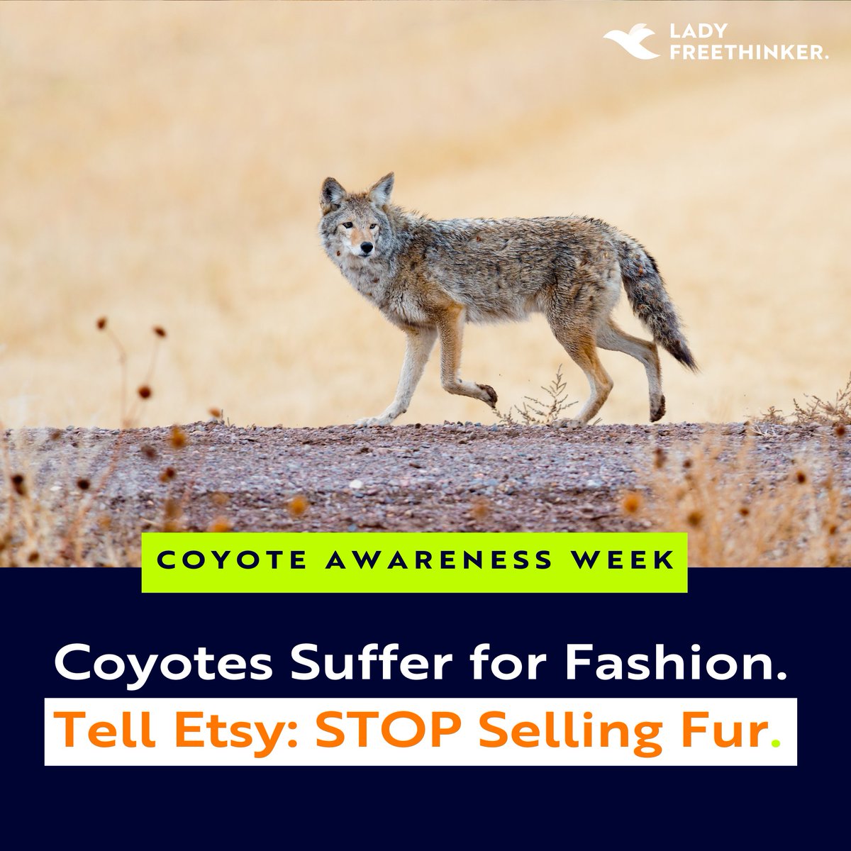 Lady Freethinker tweet media