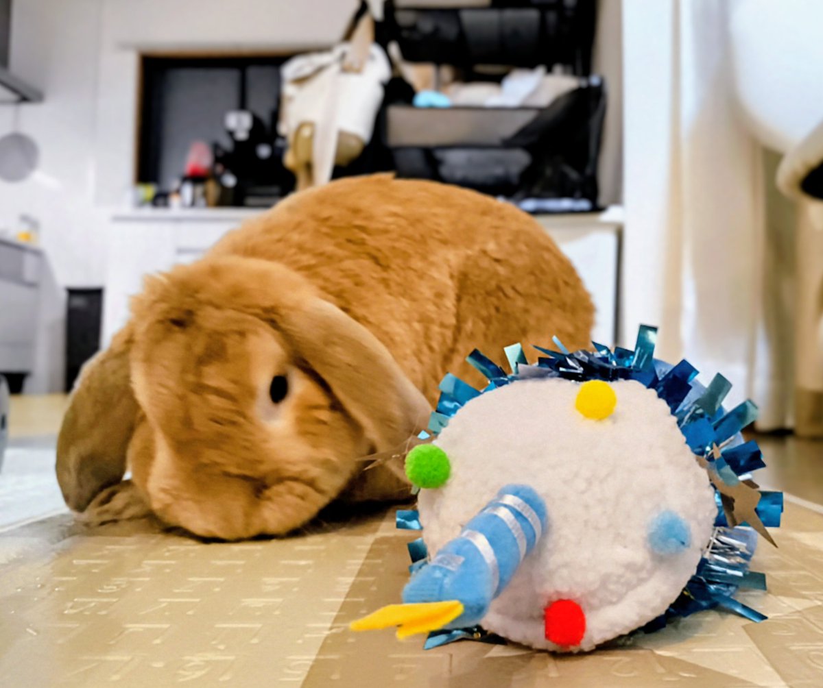 sukeakurow's tweet photo. ４歳の誕生日おめでとう🎉
#うさぎ
#ウサギ
#うさぎがいる暮らし
#モプシー https://t.co/w1O8VoXISl