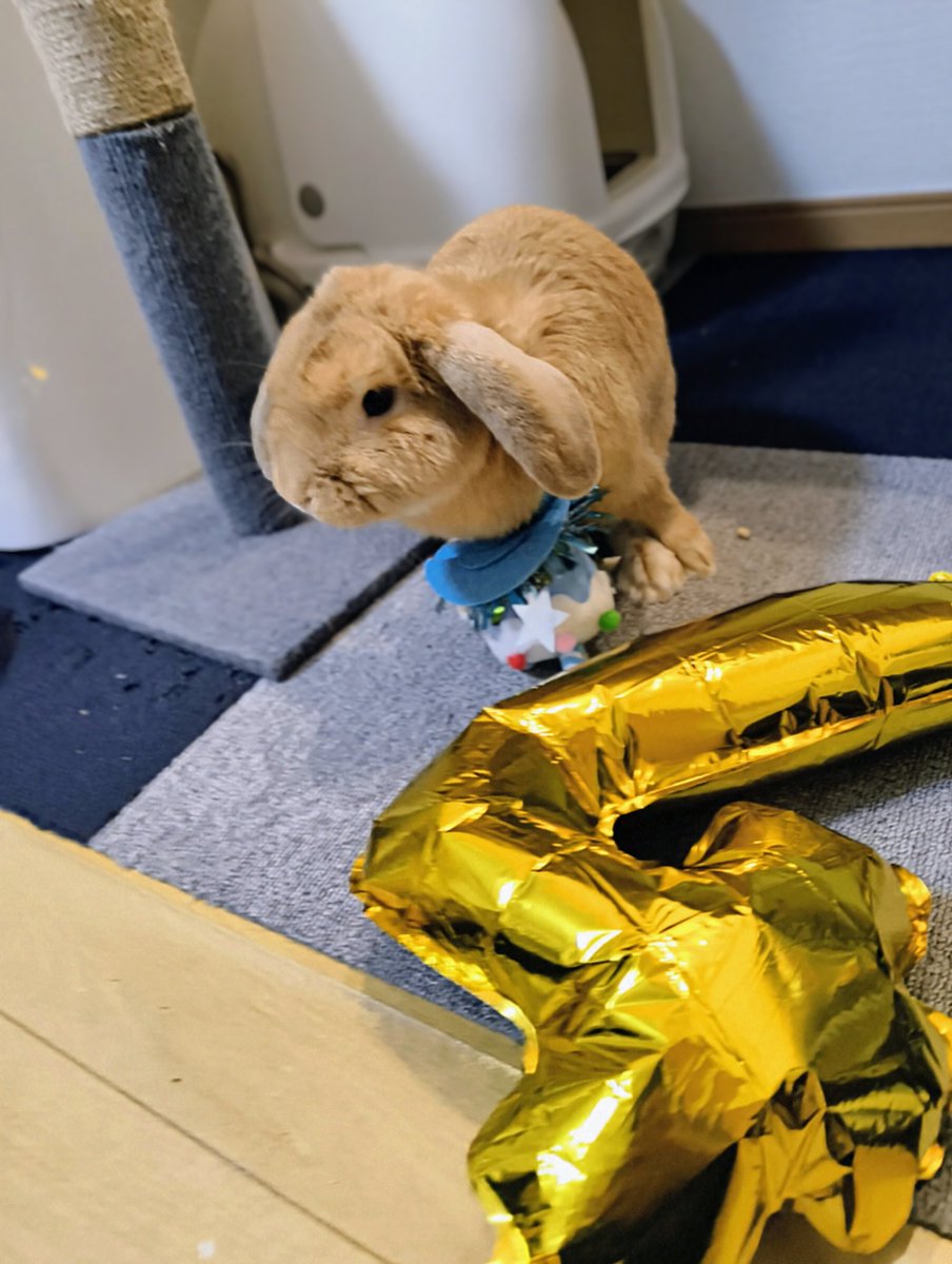 sukeakurow's tweet photo. ４歳の誕生日おめでとう🎉
#うさぎ
#ウサギ
#うさぎがいる暮らし
#モプシー https://t.co/w1O8VoXISl