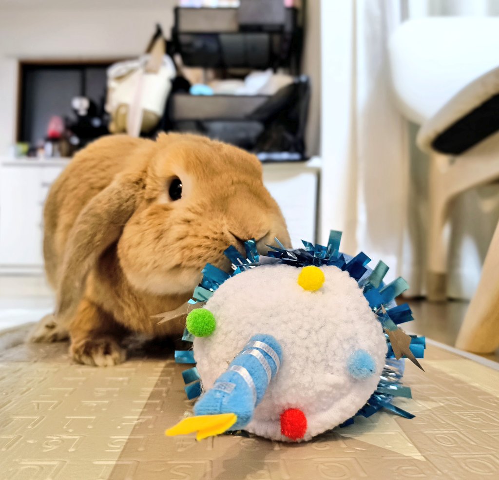 sukeakurow's tweet photo. ４歳の誕生日おめでとう🎉
#うさぎ
#ウサギ
#うさぎがいる暮らし
#モプシー https://t.co/w1O8VoXISl