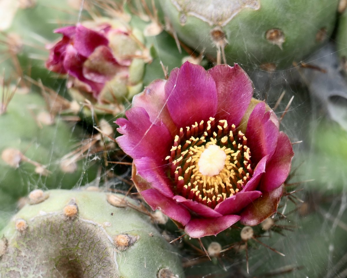 Leslie SoCal ☮️📸🇵🇸 tweet media