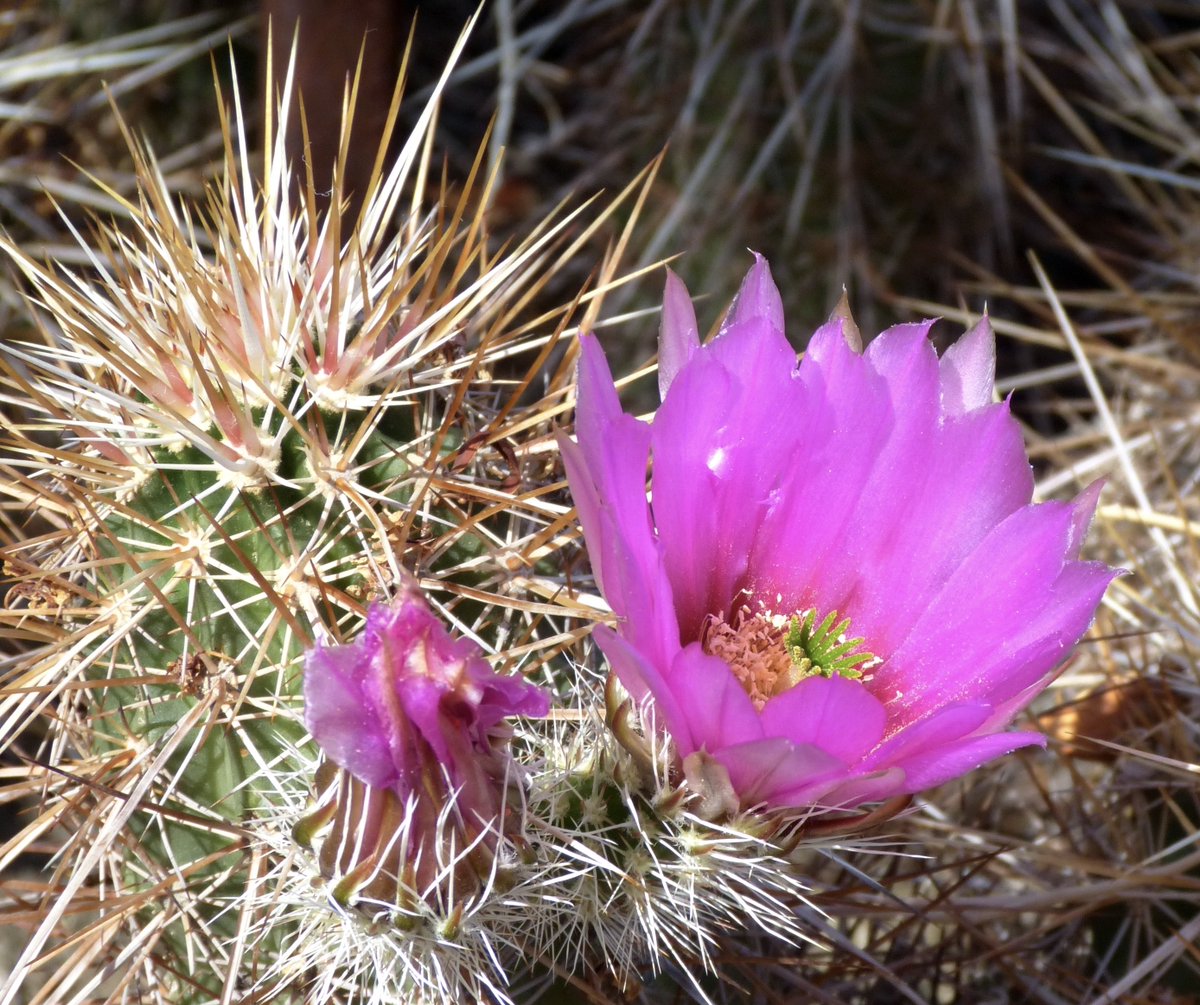 Leslie SoCal ☮️📸🇵🇸 tweet media