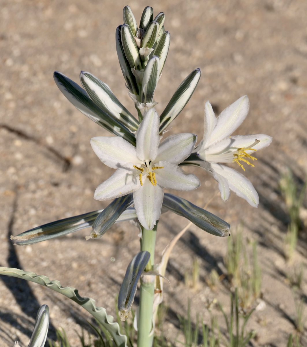 Leslie SoCal ☮️📸🇵🇸 tweet media