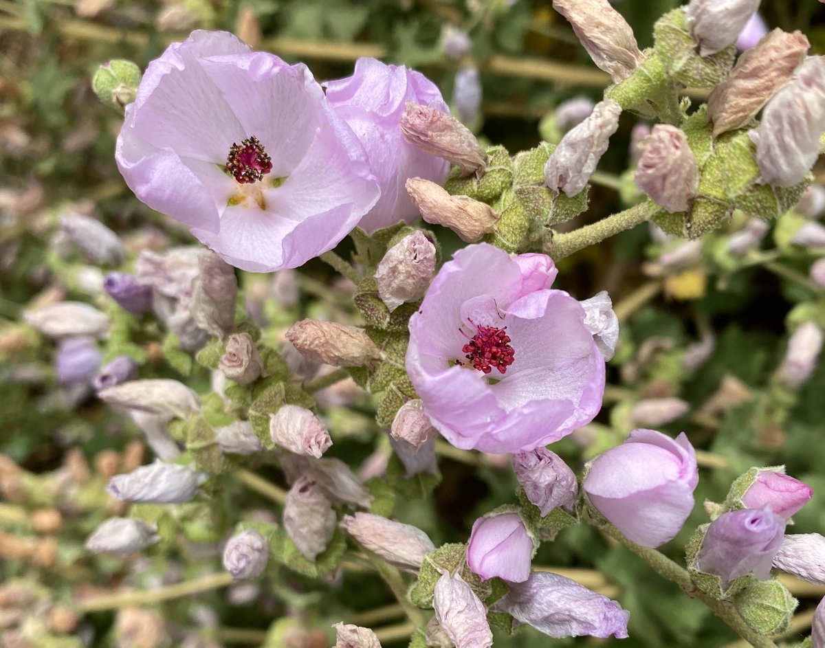 Leslie SoCal ☮️📸🇵🇸 tweet media