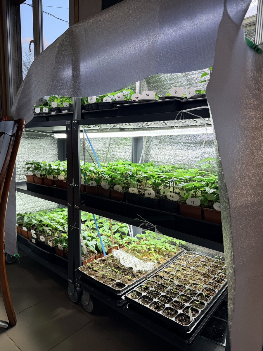 Лопушанська Білка tweet media