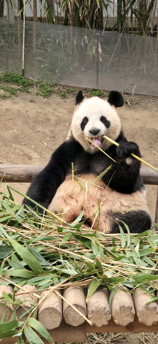 🐼포션파는 NPC 한스🐼 tweet media