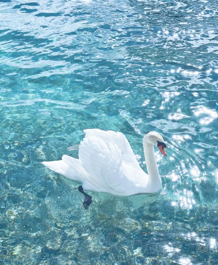 Aqua Vibes tweet media