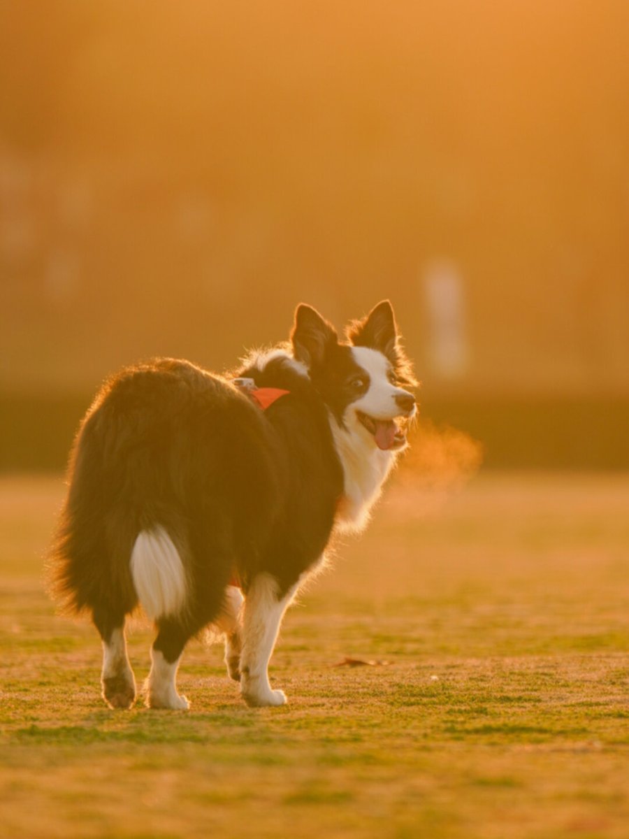 Abdullah Satti tweet media