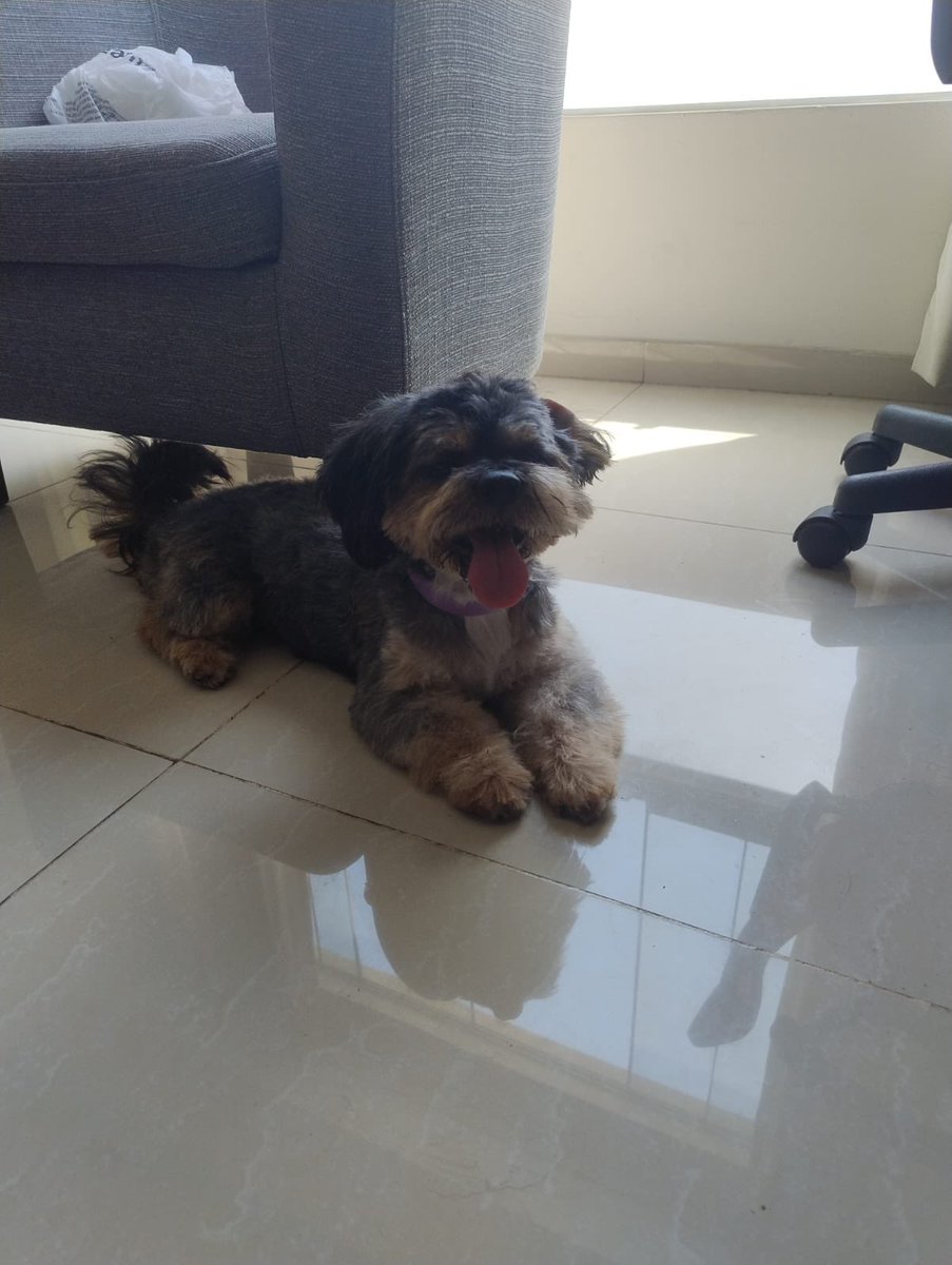 Pao Peralta 🐶 Rescatando Perritos 🇵🇪 tweet media