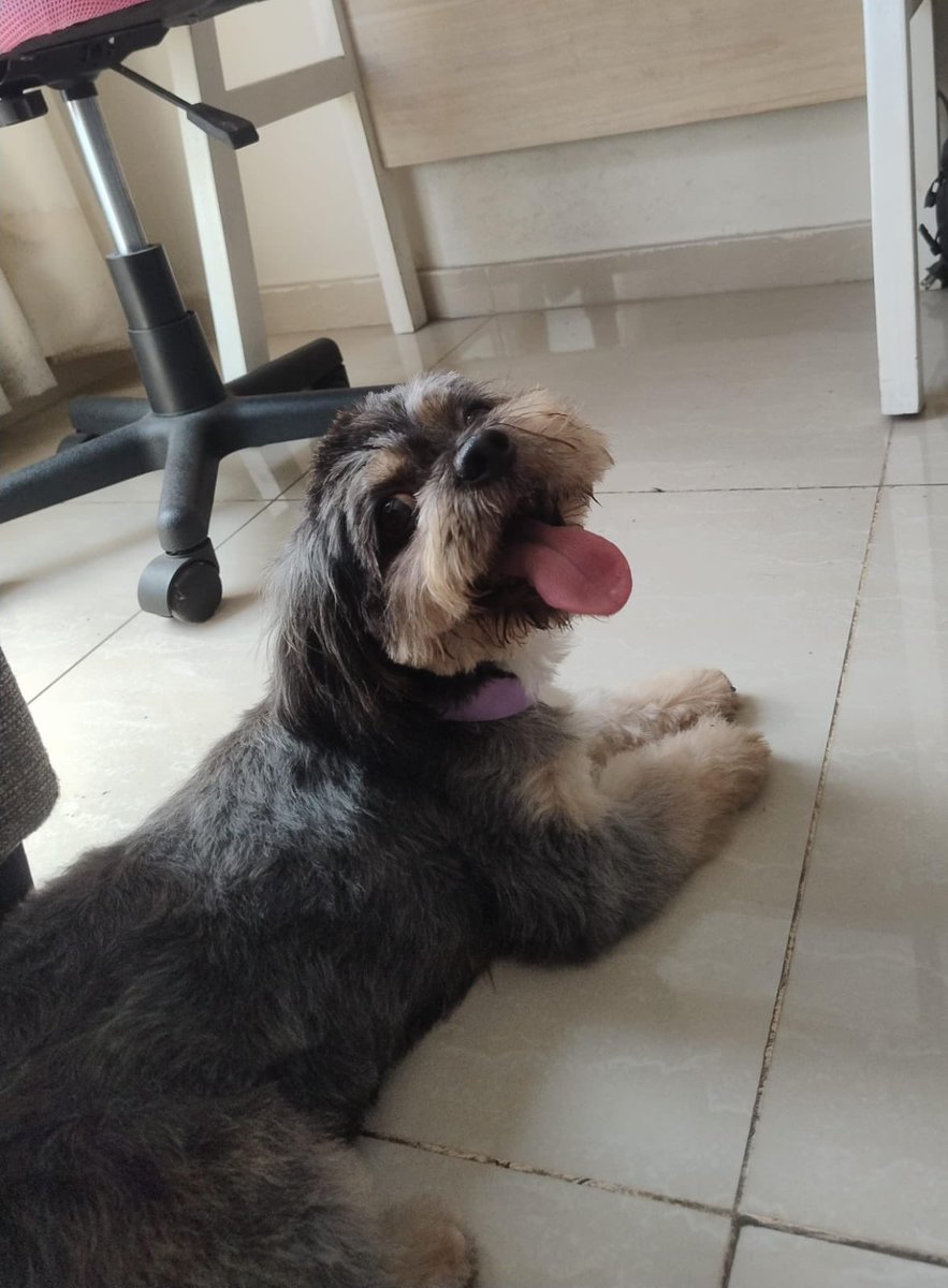 Pao Peralta 🐶 Rescatando Perritos 🇵🇪 tweet media