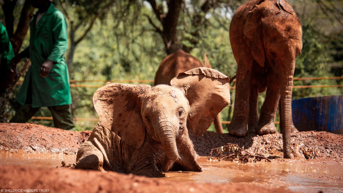 Sheldrick Wildlife Trust tweet media