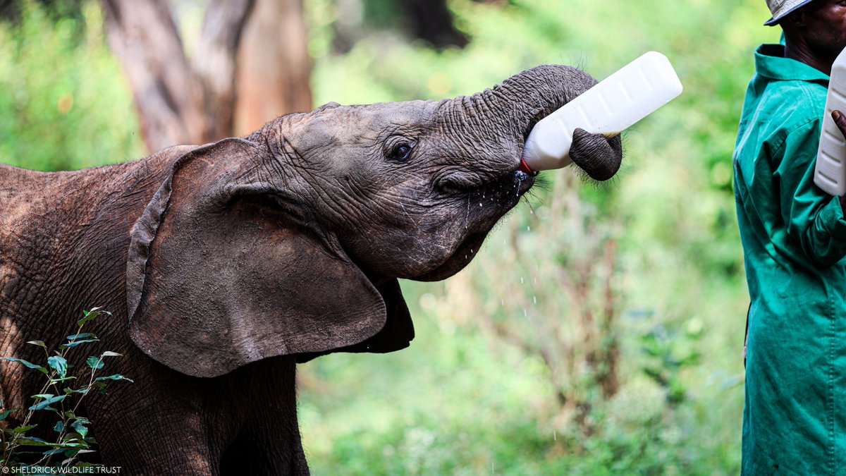 Sheldrick Wildlife Trust tweet media