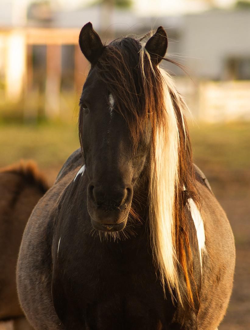 ACMA CABALLOS tweet media