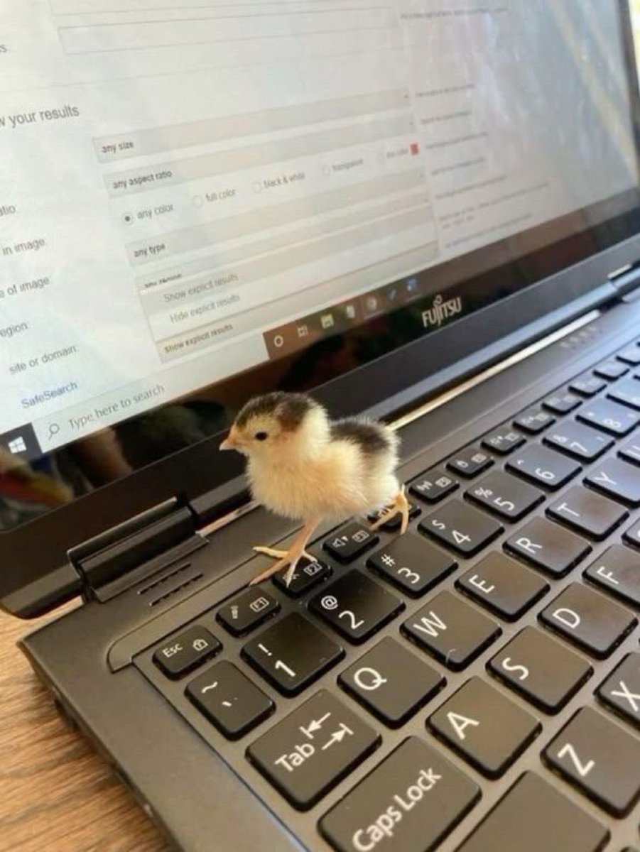 Out of Context Birds tweet media