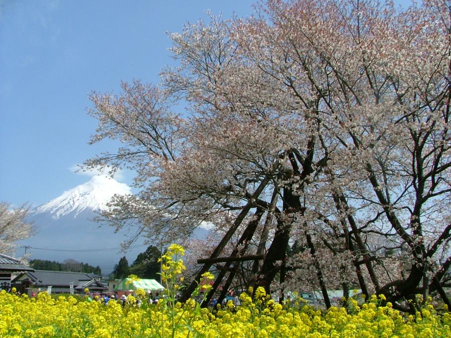 nabeparis's tweet photo. 富士宮・狩宿の駒止め桜（下馬桜）
桜まつり４月４日
https://t.co/s4a3gwtniB
https://t.co/4hpIOoRWe5 https://t.co/V7dO1Ksas9