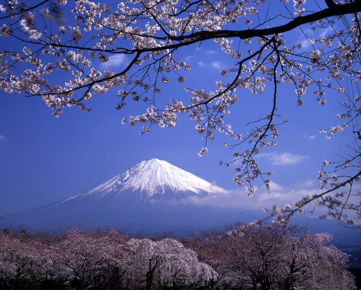 nabeparis's tweet photo. 富士宮・狩宿の駒止め桜（下馬桜）
桜まつり４月４日
https://t.co/s4a3gwtniB
https://t.co/4hpIOoRWe5 https://t.co/V7dO1Ksas9