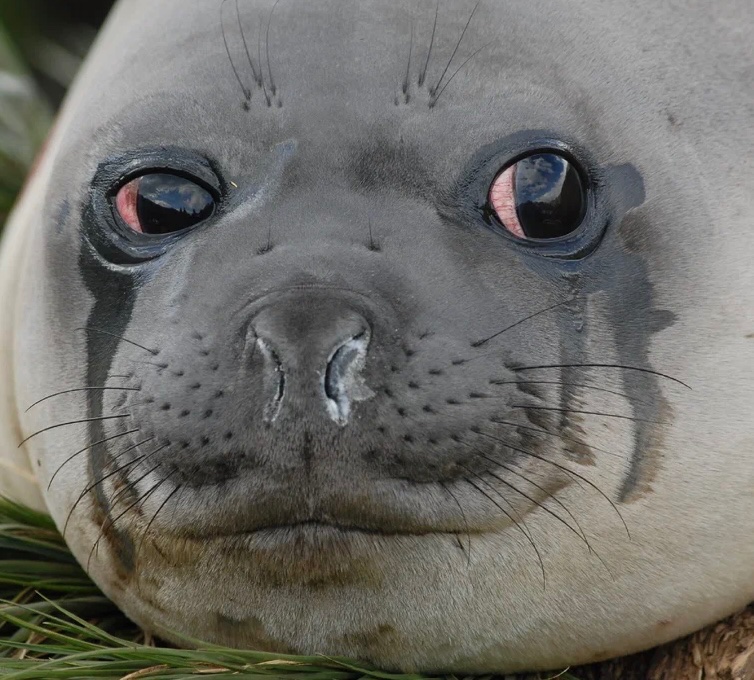 WOLFDAWG ART tweet media