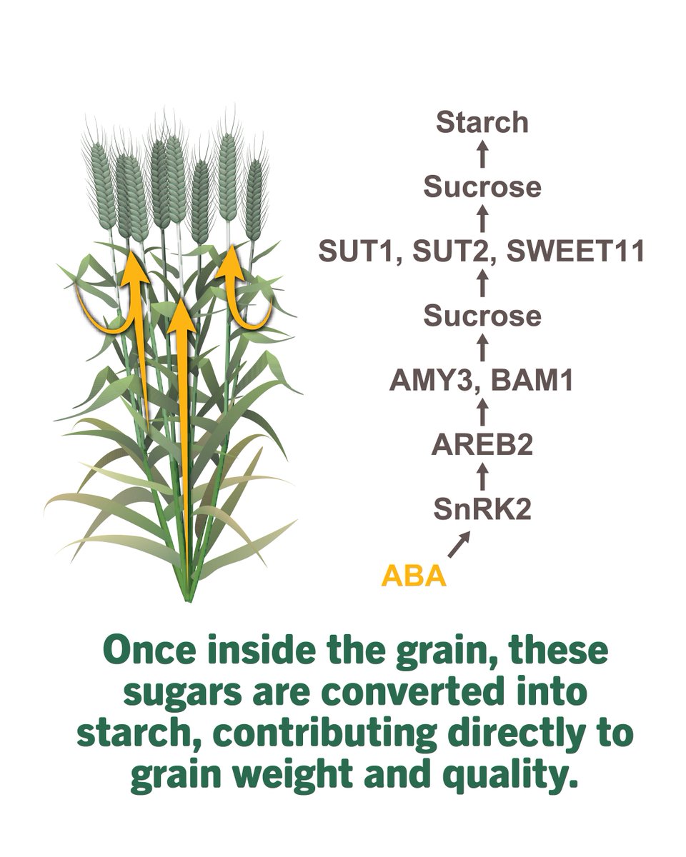 ValentBioStim tweet media