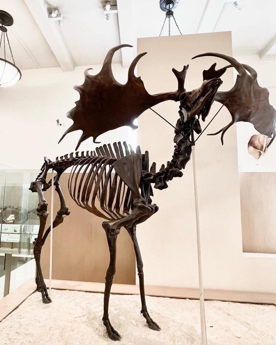 American Museum of Natural History tweet media