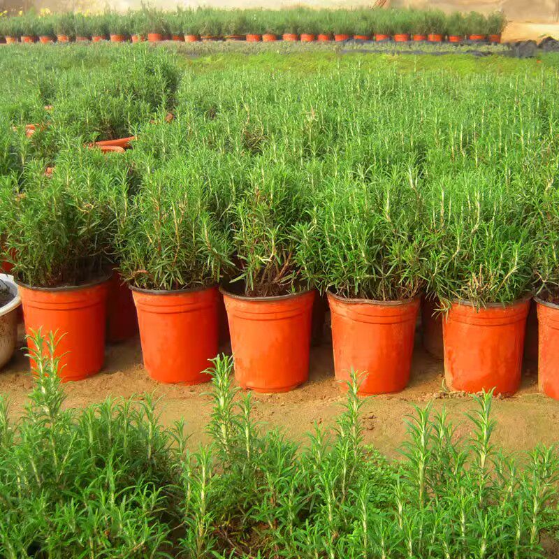 sarah oubre tweet media